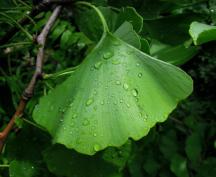 løv, Ginkgo blad, Ginkgo biloba, Fern fyrretræ, grøn, regndråbe, blot tilføje vand