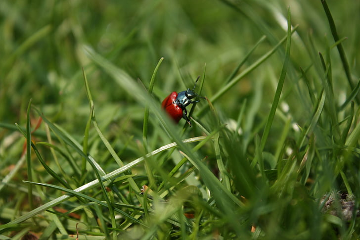 escarabat, herba, insecte, brins d'herba, vermell, natura, Mariquita