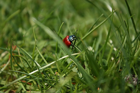 beetle, grass, insect, blades of grass, red, nature, ladybug