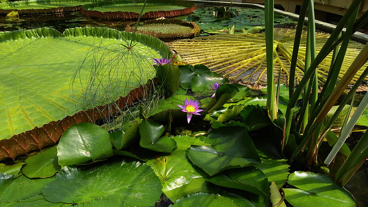 ogromna lilia wodna, kwiat, Jardin des plantes, Budapeszt