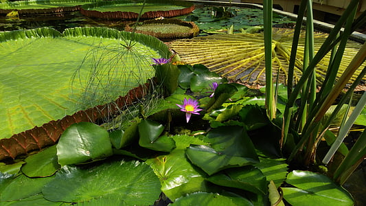 raksasa lily air, bunga, Jardin des plantes, Budapest