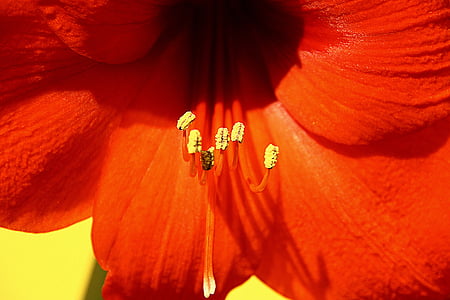 amaryllis, flower, blossom, bloom, red, petals
