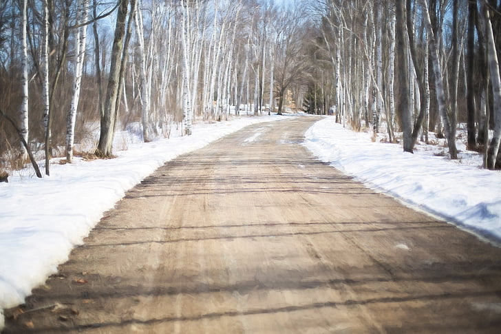 carretera d'hivern, blanc de bedolls, bosc, natura