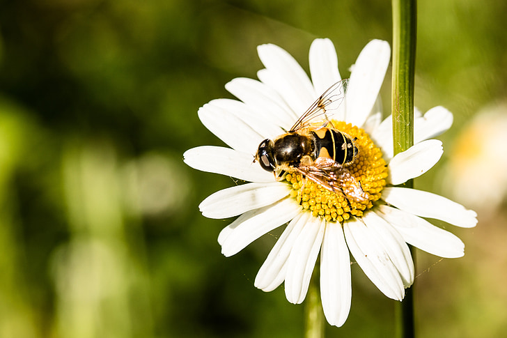 hoverfly, eristalis tenax, kabut lebah, terbang, Lumpur lebah, di kursi bunga, mengumpulkan nektar