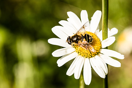 Hoverfly, Eristalis tenax, abeja de niebla, volar, abeja de barro, en los asientos de la flor, recolectar néctar