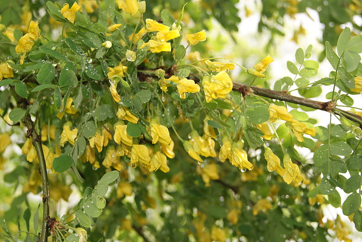 nature, yellow acacia, spring, tree, trees, green leaves, living nature