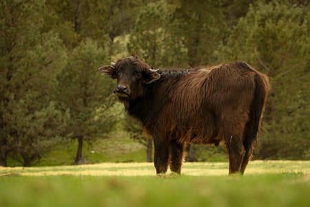 buffalo, animal, nature, wild, wildlife, grass, cattle