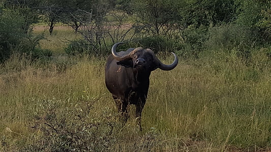 búfalo, Bush, naturaleza, flora y fauna, salvaje, África, animal