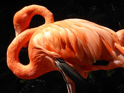 Flamingo, merah, bulu, leher, bulu, burung, satwa liar