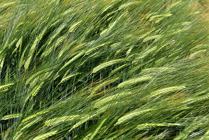 lúa mạch Hórdeum, bởi chaitanya k, cây trồng