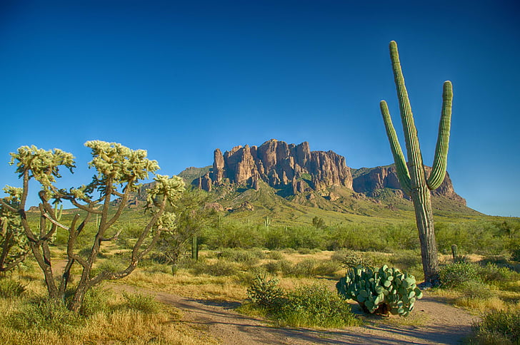 Desert, Cactus, uscat, peisaj, cactusi, suculente, Arizona