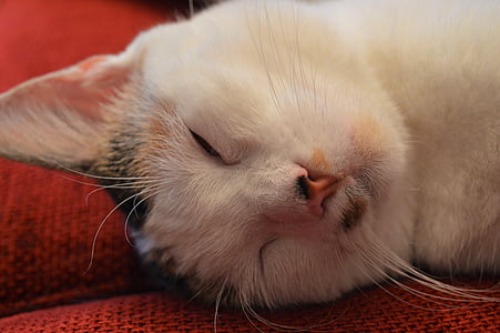con mèo, giấc ngủ, mệt mỏi, động vật, vật nuôi, Ngọt ngào, mieze