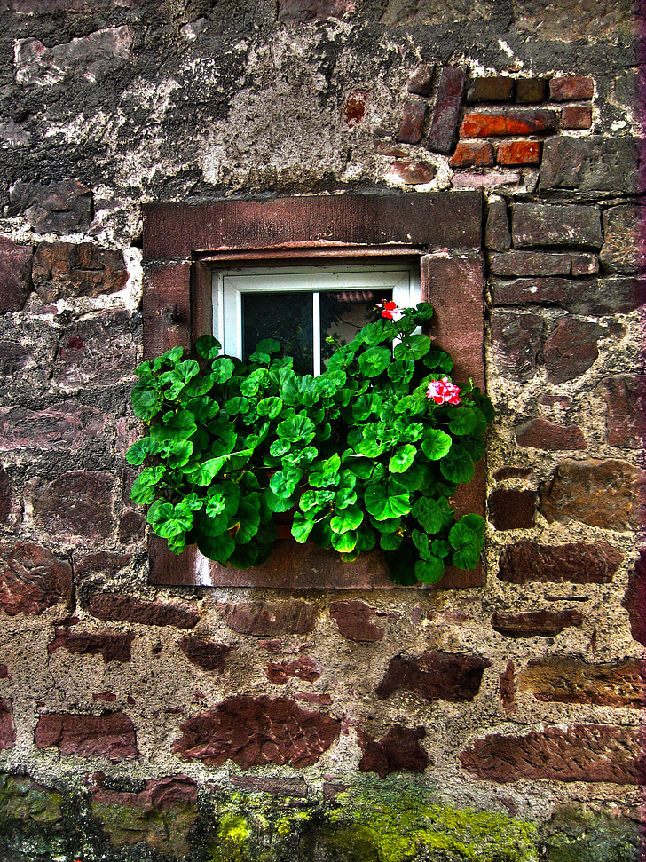 seina, kivi, akna, vana, luuderohi, lilled, silmade püüdja