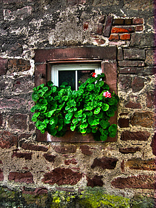 parete, pietra, finestra, vecchio, Edera, fiori, colpo d'occhio