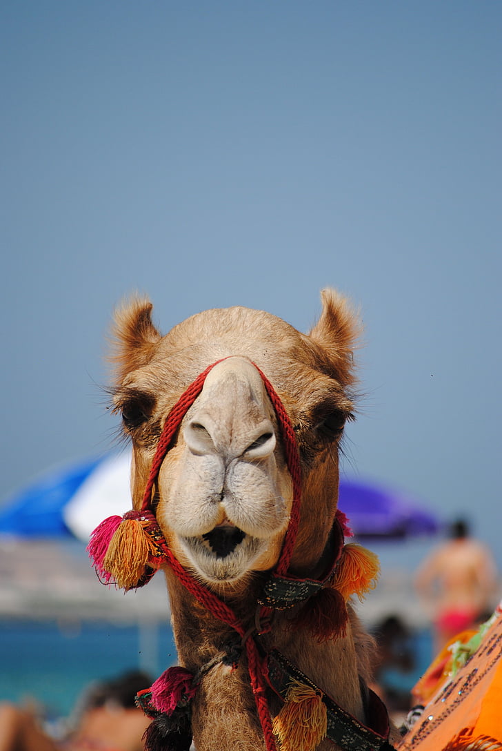 dubai, emirates, camel, arabic, beach, one animal, close-up