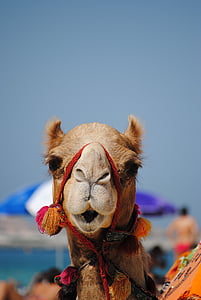 Дубай, емирства, Камила, Арабски, плаж, едно животно, едър план