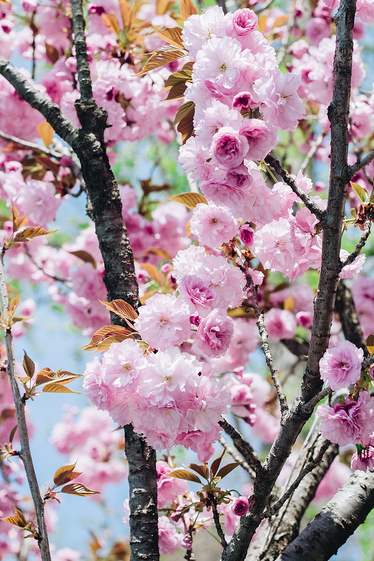 Sakura, flor, flores cerezos, flor rosa, natural, primavera, formación