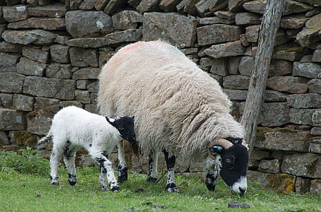 sheep, lamb, dalesbred, yorkshire, wall, meadow, schäfchen