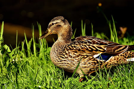 duck, mallard, water bird, duck bird, animals, bird, nature