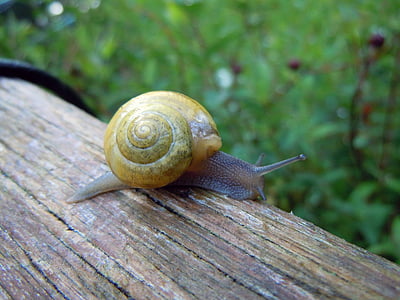 snail, close, macro photography