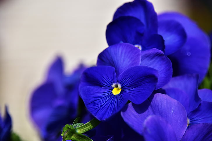 flores y plantas, flor, planta, primavera, Pansy, azul, Pétalo