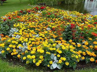 bloemen, kleuren, Tuin, korting, gras, zomer