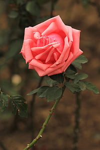 Rosa, flors, macro, Rosa - flor, natura, vermell, pètal