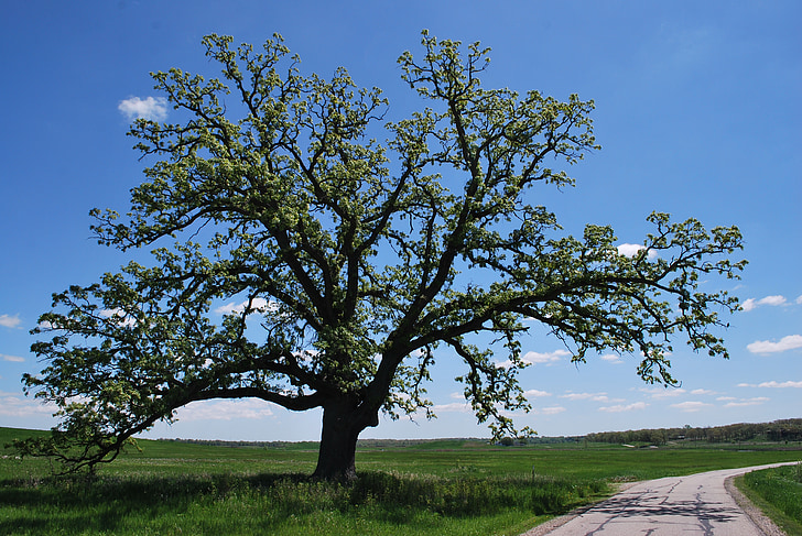 spring, oak, road, nature, tree, oak tree