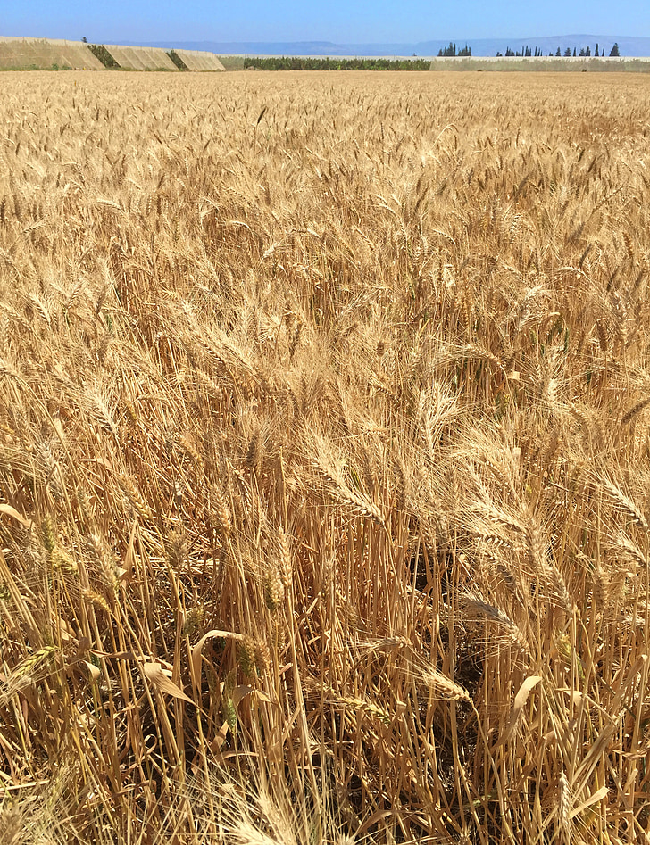 field, wheat, agriculture, landscape, gold, grain, wheat field