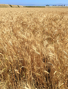 camp, blat, l'agricultura, paisatge, or, gra, camp de blat
