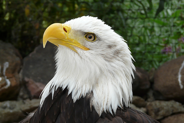 bald eagles, raptor, heraldic animal, portrait, bald Eagle, eagle - Bird, bird