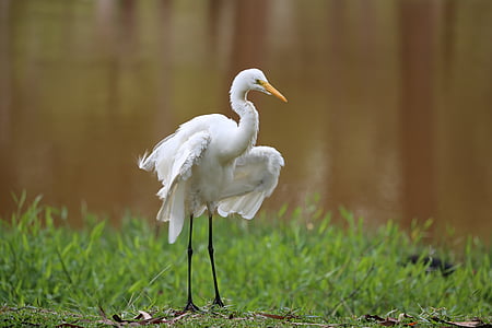 heron, white, great, bird, wild, natural habitat, tropical birds