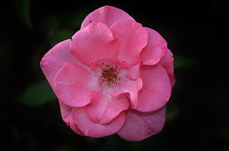 rose, pink, flower, plant, nature, flora, tender