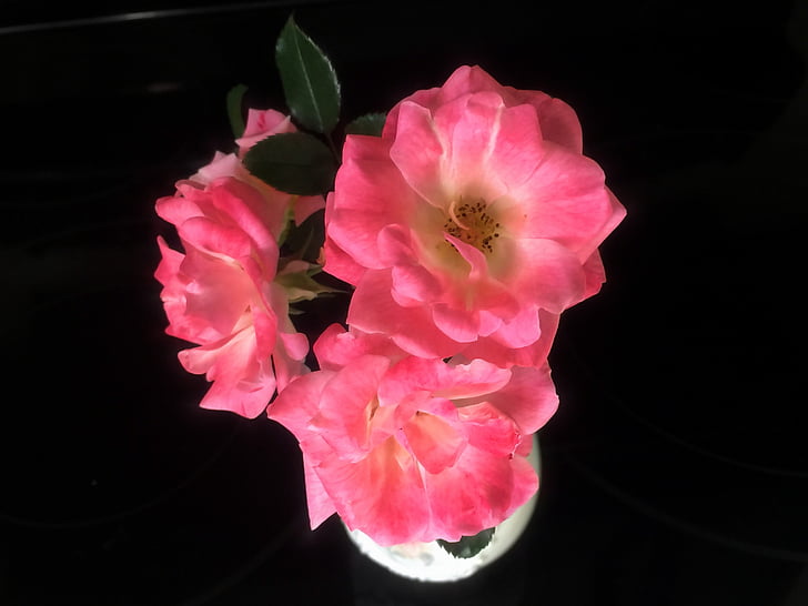 rosor, blommor, Rosa, kronblad, blommig, eleganta