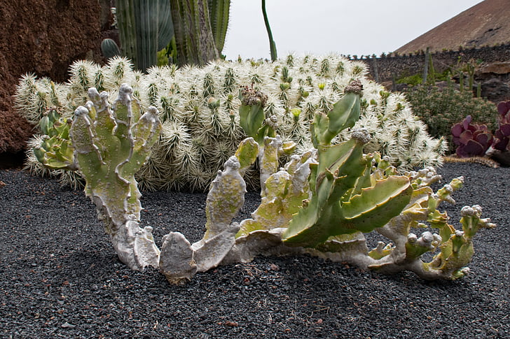 Jardin de kaktus, Kaktus, Lanzarote, Spanyol, atraksi-atraksi di Afrika, Guatiza, lava