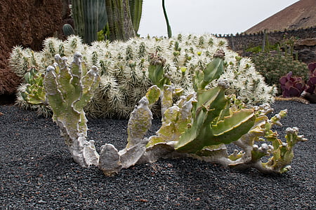 Jardin de cactus, cây xương rồng, Lanzarote, Tây Ban Nha, Các điểm tham quan châu Phi, Guatiza, dung nham