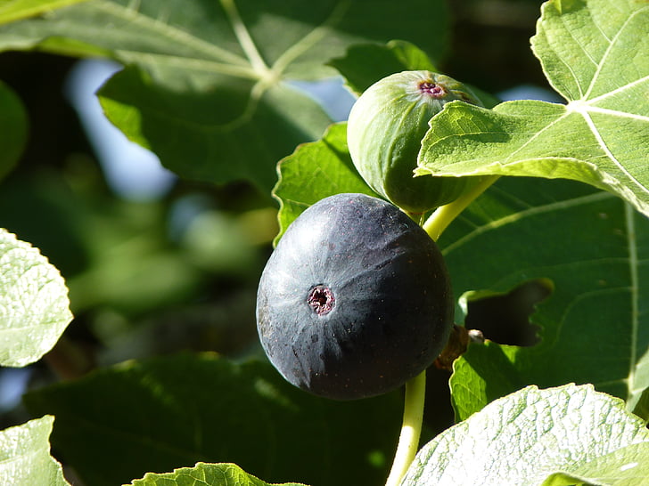 Fig, cerrar, fruta, planta, madura