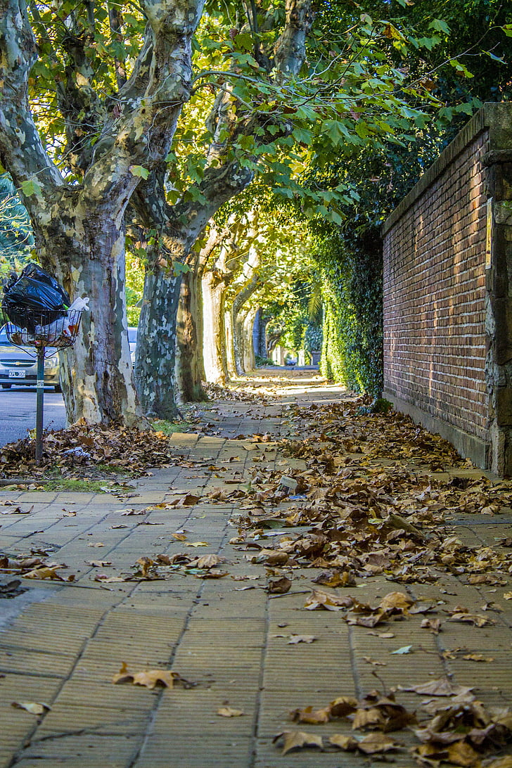 utca, fák, levelek, ősz, séta, elérési út, ágak