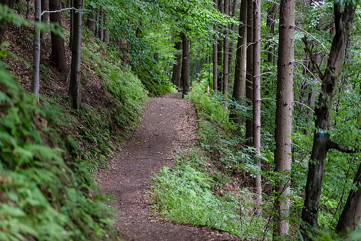Orman, ağaç, Hiking trail, orman yolu, Oduncu, Ağaç Sanayi, Ekoloji