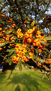 jesen, drvo, bobica, priroda, vruće, Sunce, narančasta