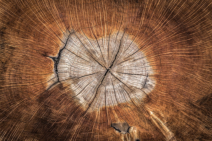 Holz, jährliche zone, Natur, Textur, Pflanzen, Muster, Hintergrund