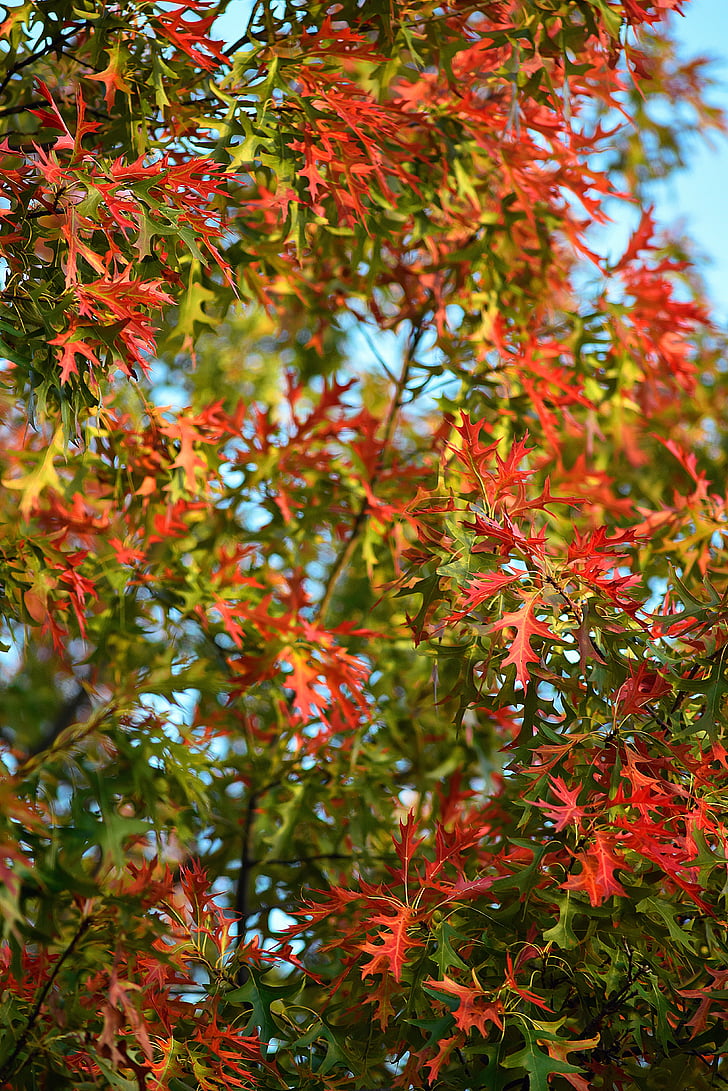 autunno foglie sfondo, ottobre, giorno del ringraziamento, stagione, fogli di caduta, autunno, stagionale