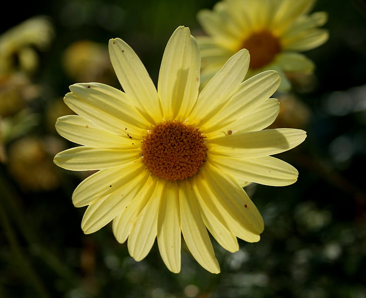 Daisy, zacht geel, bloemblaadjes, sierlijke, concentrische, straalt, centrum