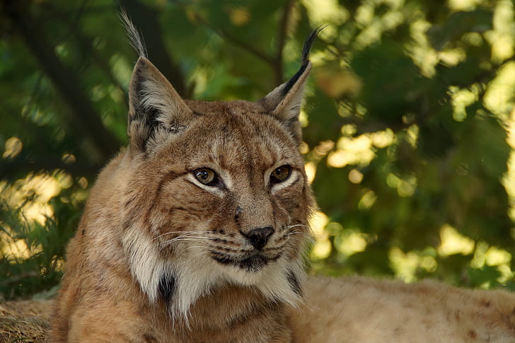 gaupe, dyr, katten, villkatt, Lynx lynx, eurasischer gaupe, stort