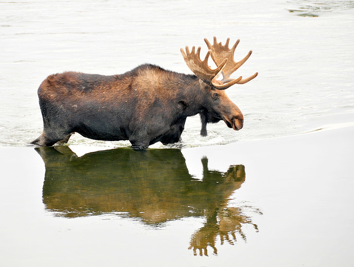 Bull moose, man, dieren in het wild, natuur, staande, water, geweien