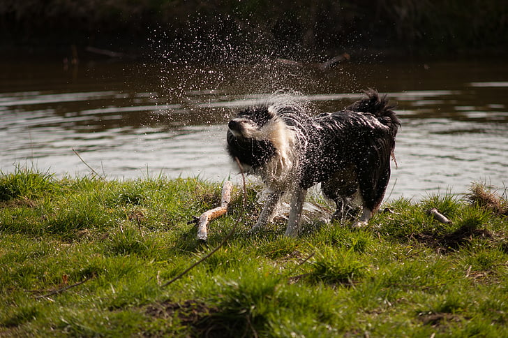 border collie, con chó, bờ sông, nước, Thiên nhiên, cỏ, lắc