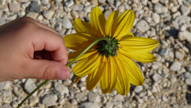 žuta, cvijet, dijete, ruku, priroda, ljeto, ljudska ruka