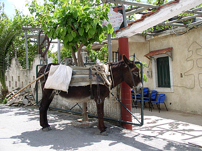 burro, último animal, animal, Grecia, vacaciones, mascota, Estado de ánimo