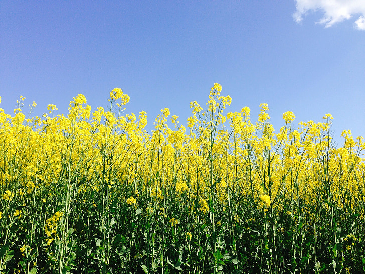 violación de semilla oleaginosa, campo, amarillo, paisaje, campo de colza, primavera