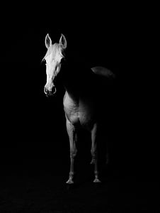 grå, skala, fotografering, häst, stående, djur, Vit, häst